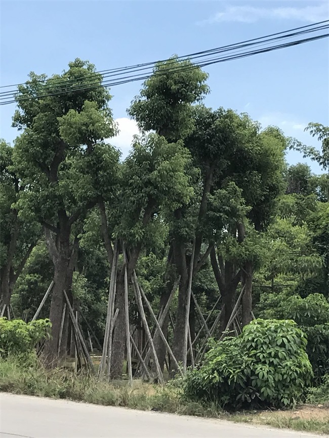 苗木銷(xiāo)售