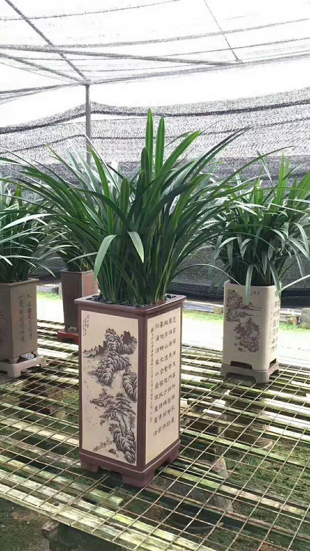 室內花木租賃